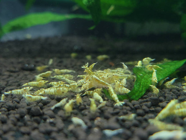 Yellow Tiger Pinto