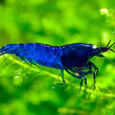 Orange Eye Royal Blue Tiger