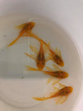 Longfin Blue Eye Lemon Bristlenose Pleco L144A