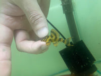 [Pre-Sales] Takutut Tiger Pleco - L306