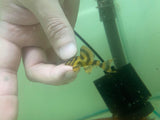 [Pre-Sales] Takutut Tiger Pleco - L306