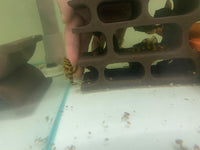 [Pre-Sales] Takutut Tiger Pleco - L306