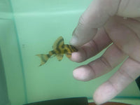 [Pre-Sales] Takutut Tiger Pleco - L306