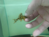 [Pre-Sales] Takutut Tiger Pleco - L306