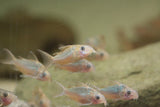 C005 Pantanalensis Cory Pair / Male (Corydoras pantanalensis)