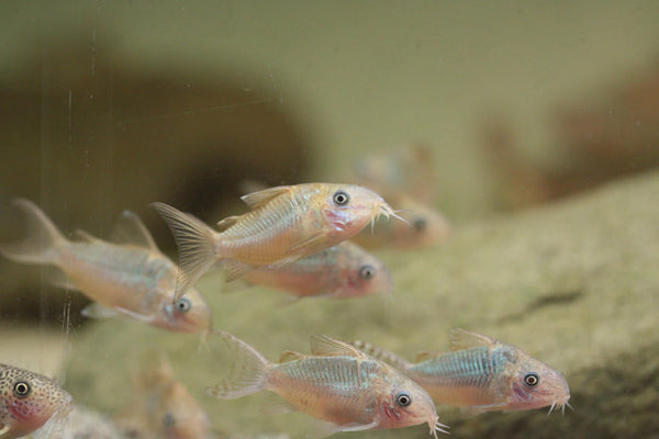 C005 Corydoras