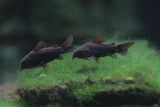 Black Venezuela Corydoras