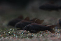 Black Venezuela Corydoras