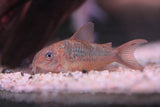 C005 Pantanalensis Cory Pair / Male (Corydoras pantanalensis)