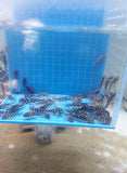 [Pre-Sale] L471 Dwarf Snowball Pleco (Hypancistrus sp) TANK-BREED