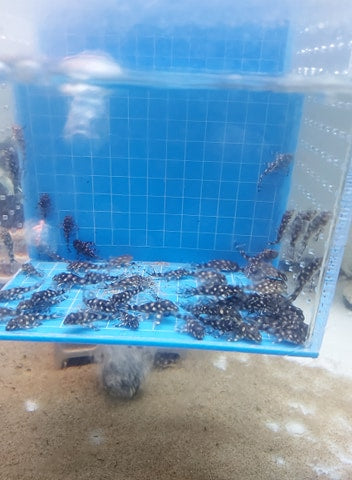 [Pre-Sale] L471 Dwarf Snowball Pleco (Hypancistrus sp) TANK-BREED