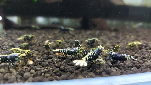 [Pre-Sale] Purple King Kong Caridina