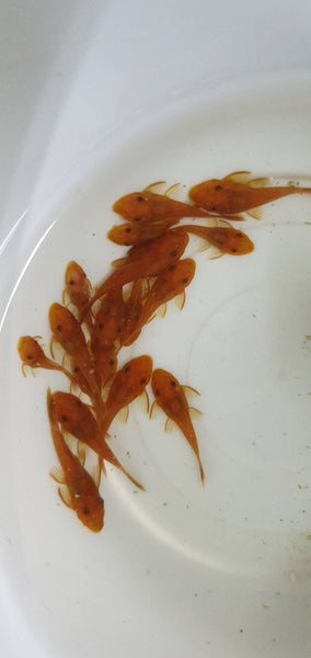 Red Bristlenose Pleco Super Red - L144A