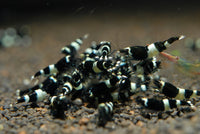 Black King Kong Shrimp