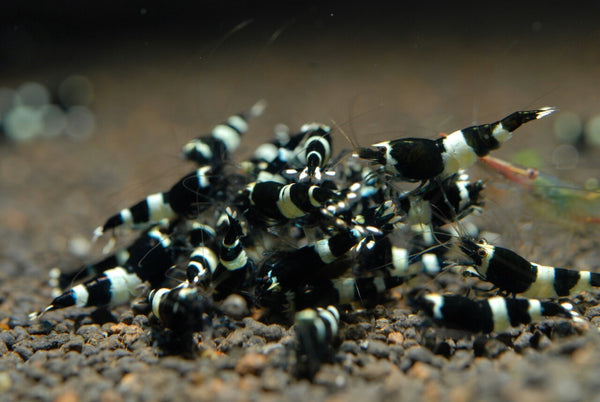 Black King Kong Shrimp