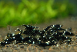 Black King Kong Shrimp