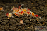 Yellow Calceo (Golden dragon) Shrimp