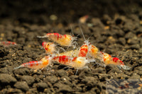 Yellow Calceo (Golden dragon) Shrimp
