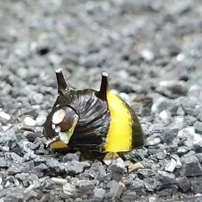 Horned Nerite Snail
