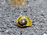 Horned Nerite Snail