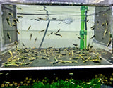 Black Galaxy Fishbone BOA culls