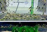 Black Galaxy Fishbone BOA culls