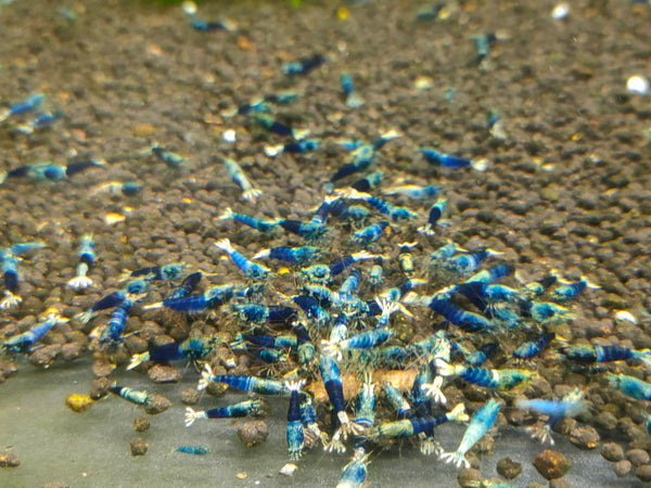 [Pre-Sale] Ocean Blue