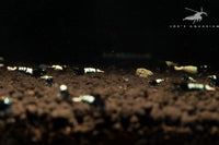 Black Pinto Shrimp Mix
