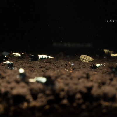 Black Pinto Shrimp Mix