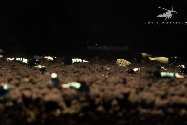 Black Pinto Shrimp Mix