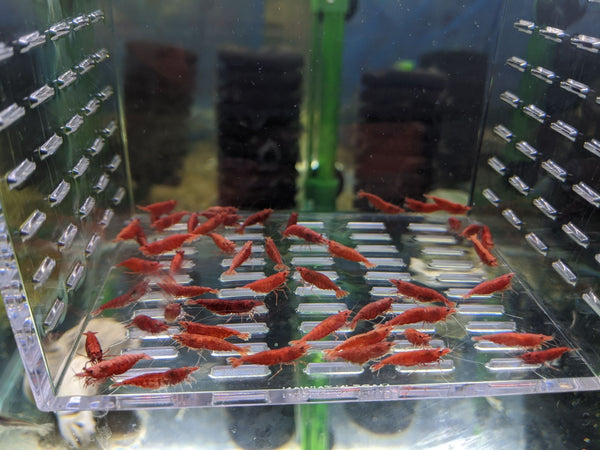 Fire Red Cherry Shrimp