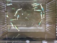 Blue Bolt Shrimp (A Grade)