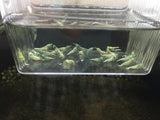 Blue Bolt Shrimp (A Grade)
