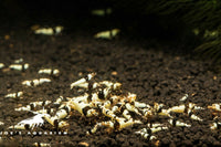 Crystal Black Shrimp (S-SS Grade)