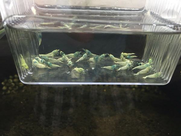 Blue Bolt Shrimp (A Grade)