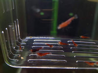 Orange Eye Red King Kong Extreme Shrimp