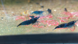 Blue Dream Shrimp