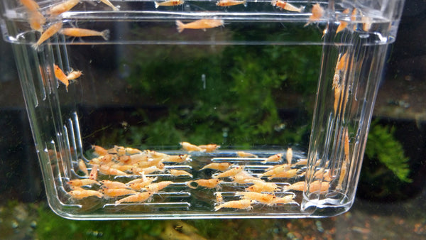 Golden Bee A/S Shrimp