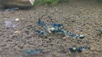 Dragon Blood (Blue Calceo) Shrimp