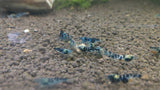 Dragon Blood (Blue Calceo) Shrimp