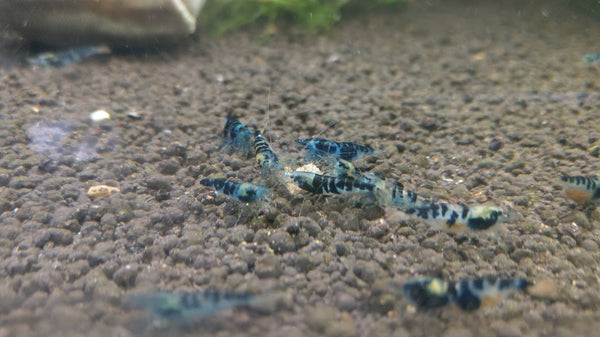 Dragon Blood (Blue Calceo) Shrimp