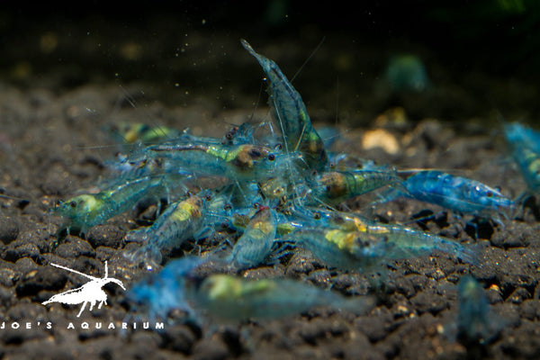 Blue Velvet Shrimp