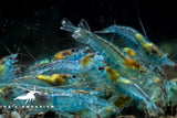 Blue Velvet Shrimp