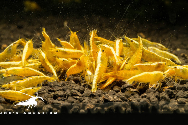 Yellow Golden Backline Shrimp