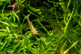 Red Nose Shrimp