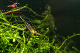 Red Nose Shrimp