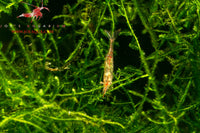 Red Nose Shrimp