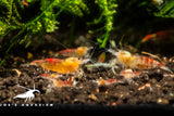 Yellow Calceo (Golden dragon) Shrimp