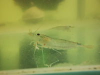 Amano Shrimp Algae Eater (Captive Breed)
