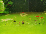 Amano Shrimp Algae Eater (Captive Breed)